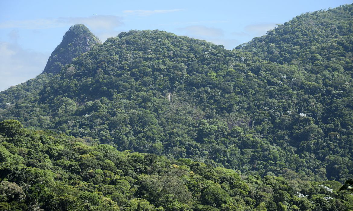 Desmatamento na Mata Atlântica cai 42% no acumulado do ano até maio