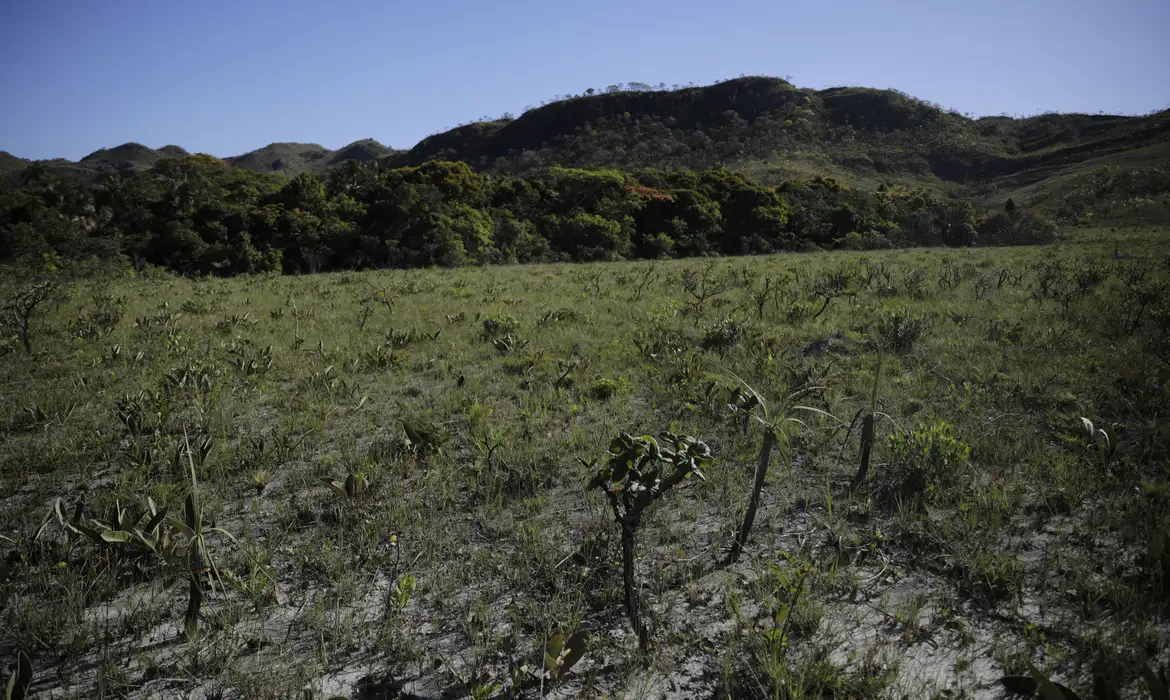 Desmatamento no Cerrado cai 48% em janeiro, mostra instituto