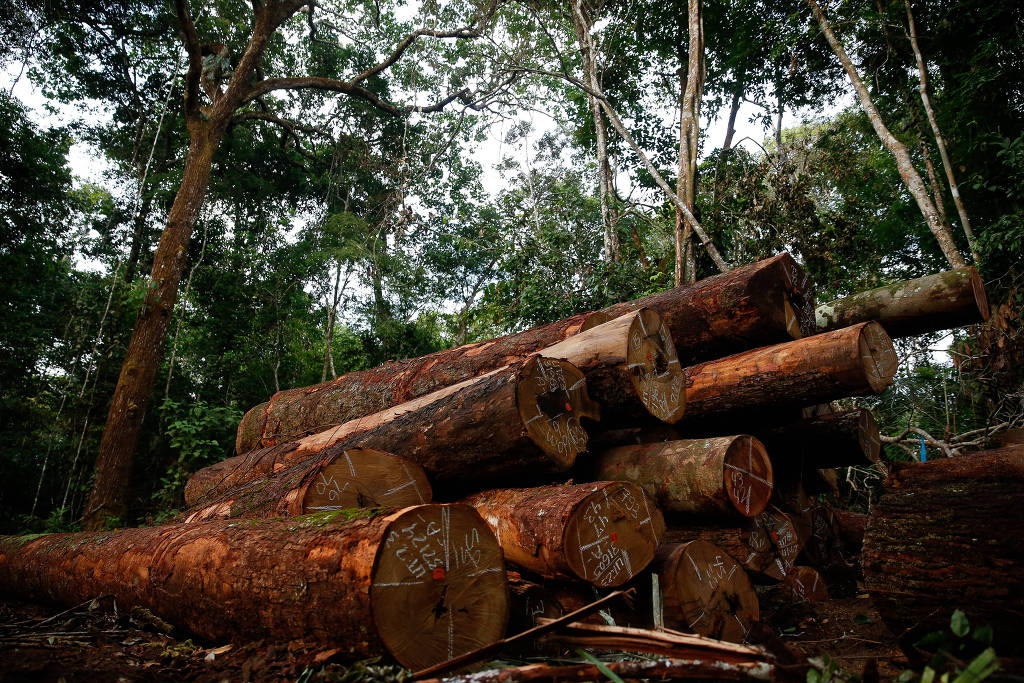 Destruição da floresta amazônica aumenta risco de epidemias