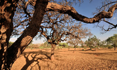 Dia do Meio Ambiente destaca ações de enfrentamento à desertificação