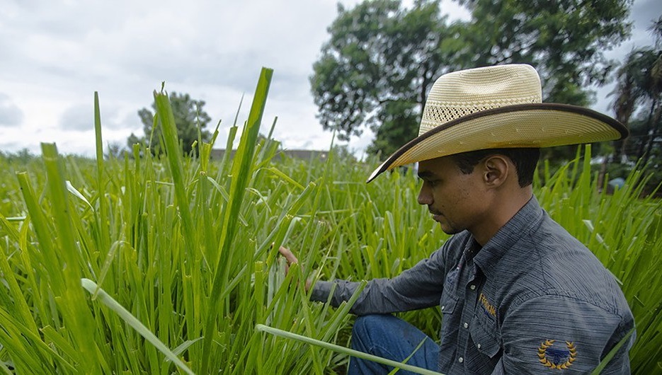 Dia Mundial do Solo: desafios e impactos na agricultura global