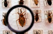 DOENÇA DE CHAGAS: Brasil não sabe ao certo quantos sofrem com doença