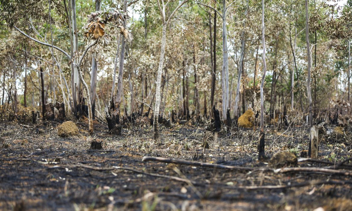 Em 38 anos, Brasil queimou 21,8% do território nacional