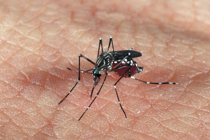 Em meio à pandemia do coronavírus, não podemos esquecer a dengue