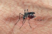 Em meio à pandemia do coronavírus, não podemos esquecer a dengue