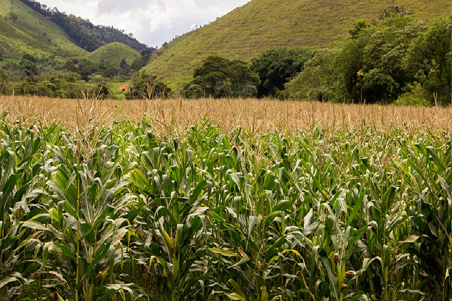 Estimativa para a safra recua em fevereiro, mas mantém previsão de colheita recorde