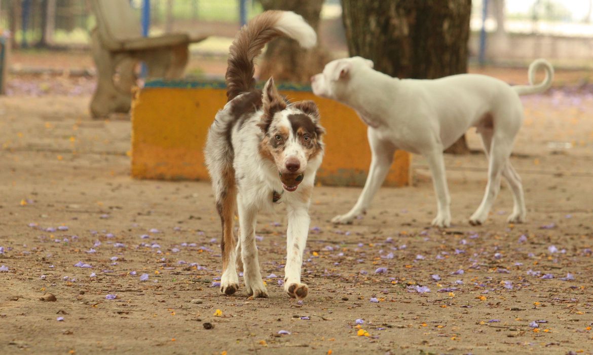 Experiência de vida muda comunicação entre cães e humanos, diz estudo