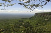 Exploração de matas nativas predomina na produção florestal do Piauí