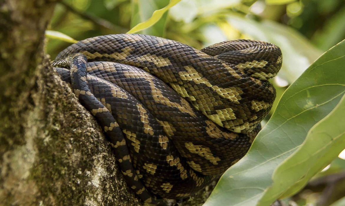 Faltam biólogos em instituições de resgate animal