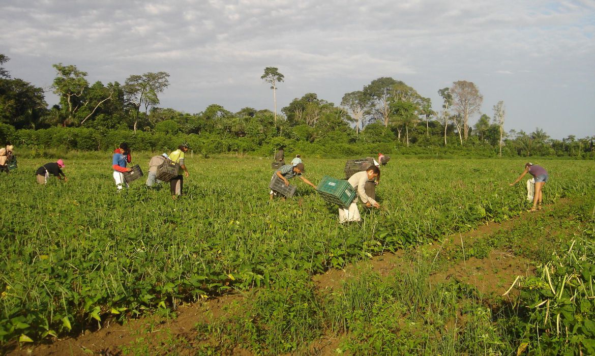 FAO: Trabalhadoras do campo recebem 20% a menos que os homens