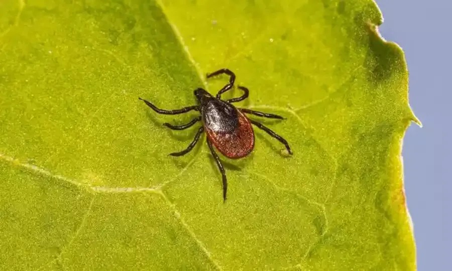 Febre maculosa tem sintomas da dengue e pode ser tratada