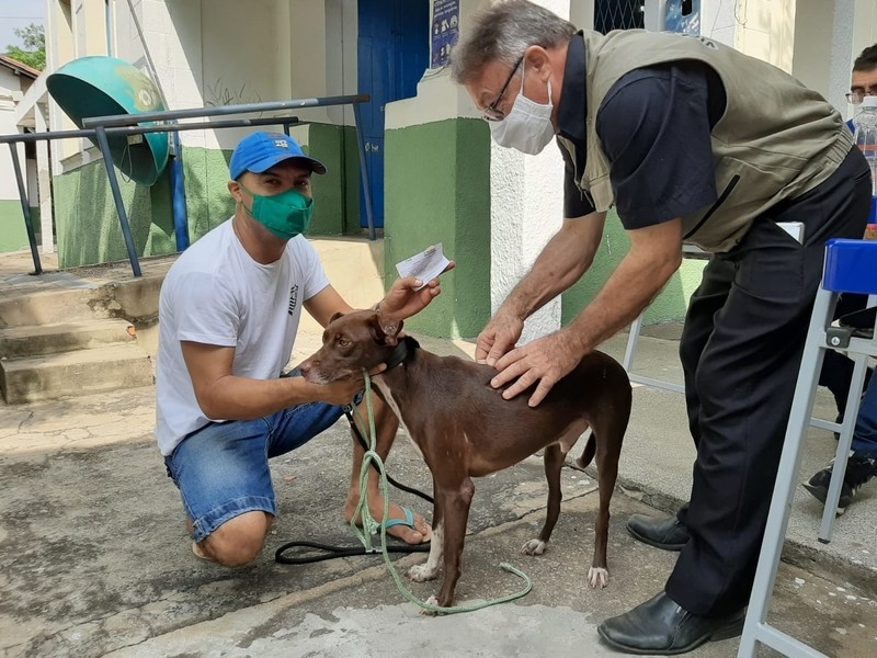 FMS atingiu 99,72% da vacinação antirrábica em cães e gatos