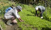 Governo e FAO preparam lançamento do Observatório das Mulheres Rurais