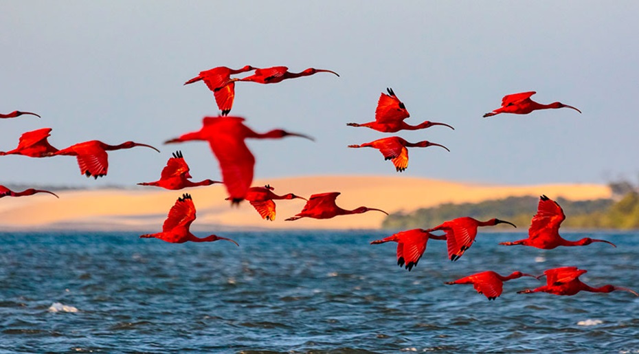 IBGE avalia registros sobre biodiversidade brasileira