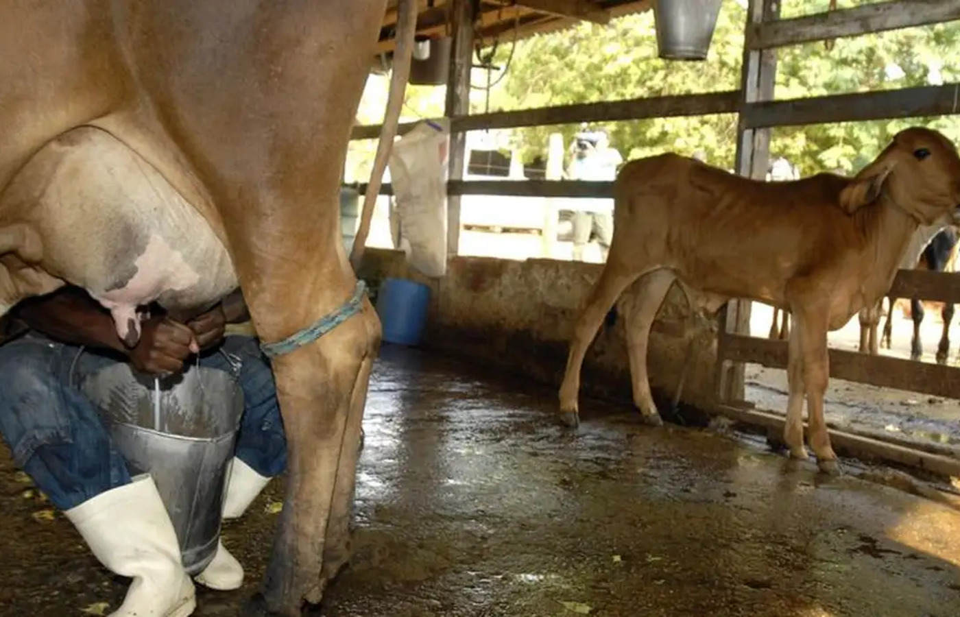 Importação e baixa competividade geram crise na produção leiteira