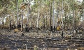 Inpe: desmatamento cai na Amazônia e aumenta no Cerrado