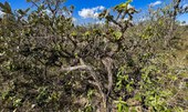 Lançada 4ª fase de plano contra desmatamento do Cerrado