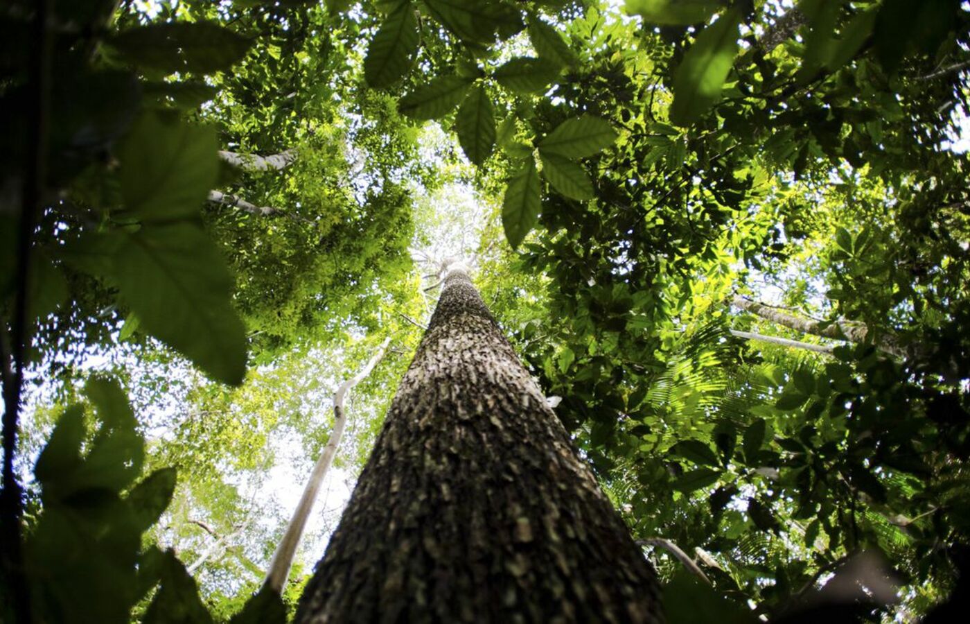 Lei que simplifica concessões florestais é sancionada