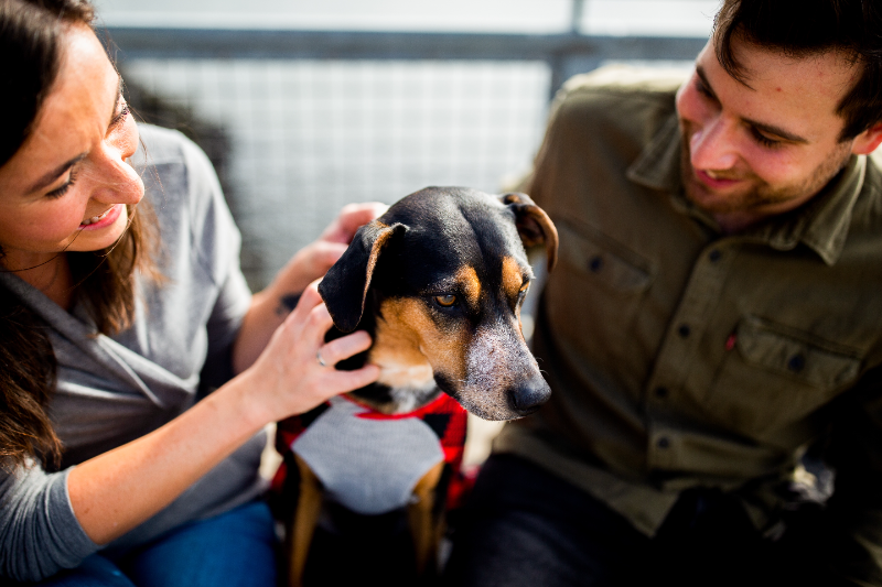 Mordidas de cães são 11% mais frequentes nos dias mais quentes