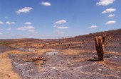 Mudanças climáticas ameaçam a Caatinga