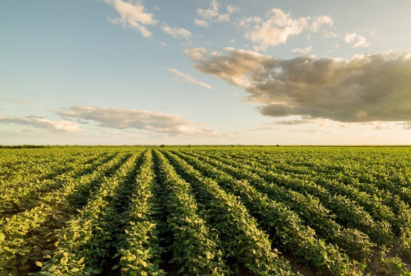 Mudanças climáticas podem afetar agronegócio a longo prazo