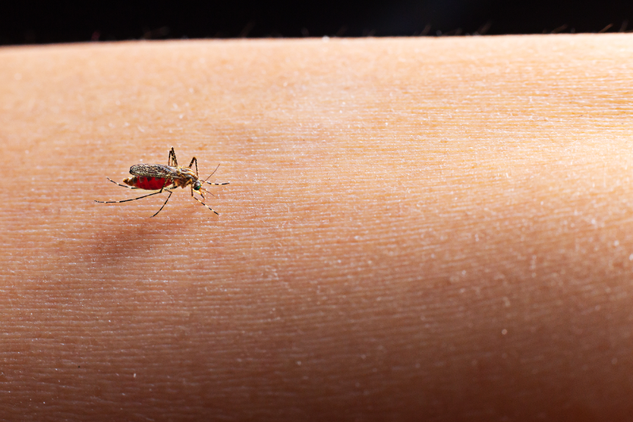 Notificações de zika vírus aumentam no país em relação a 2022