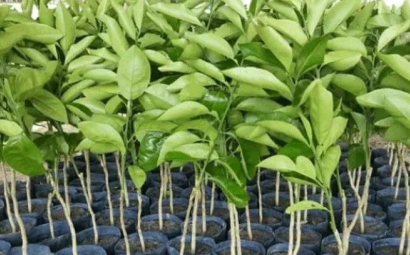 Nova Ceasa e Semarh distribuirão 10 mil mudas de plantas nativas e frutíferas