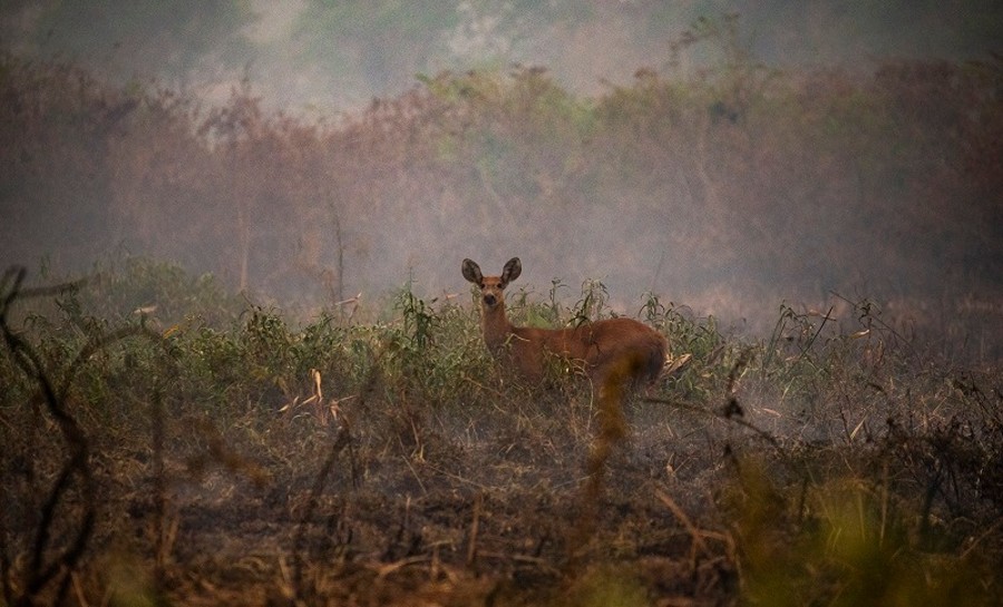 O que é carbono neutro e por que você deve se preocupar com isso