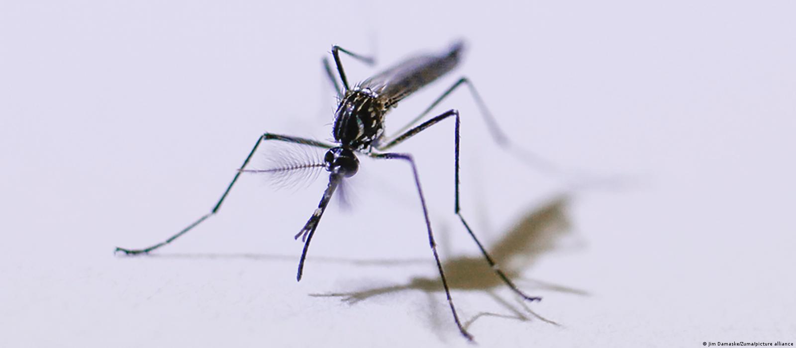 O que se sabe sobre a nova vacina contra a dengue