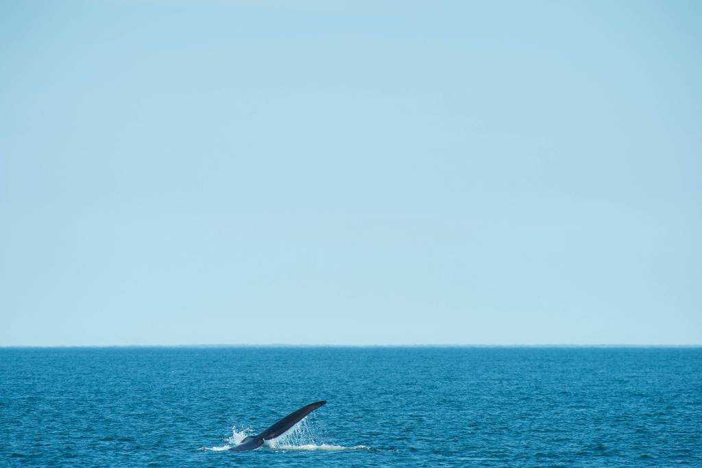 Oceanos estão mais quentes, mais altos e mais ácidos, alerta relatório