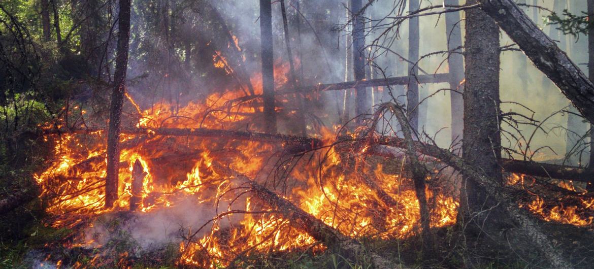 ONU: mundo destrói 7 milhões de hectares de florestas por ano