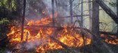 ONU: mundo destrói 7 milhões de hectares de florestas por ano