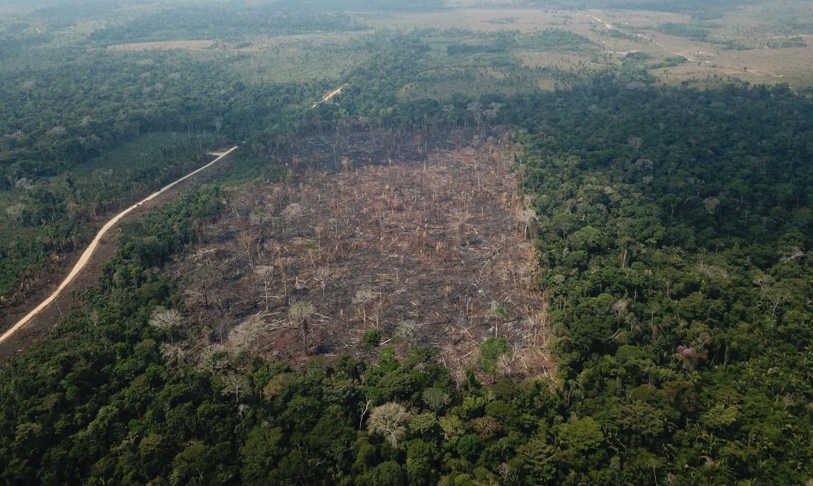 Pastagem e área agrícola avançam sobre vegetação nativa