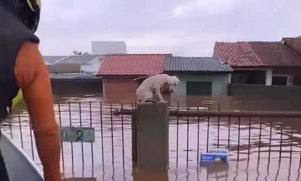 Pelo menos 3,5 mil animais ilhados pela chuva foram resgatados no RS