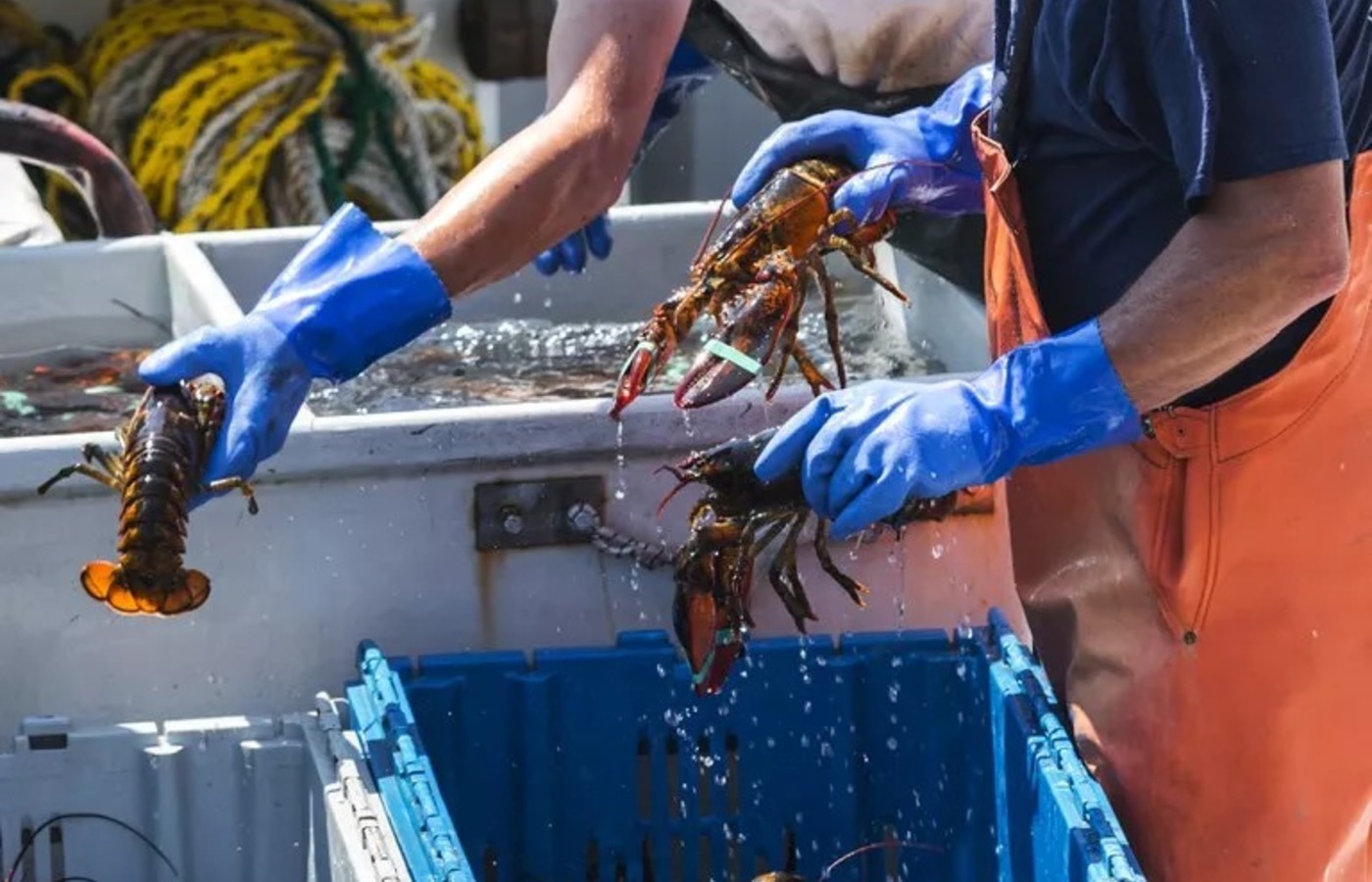 Pesca ilegal da lagosta prejudica pescadores na costa nordestina