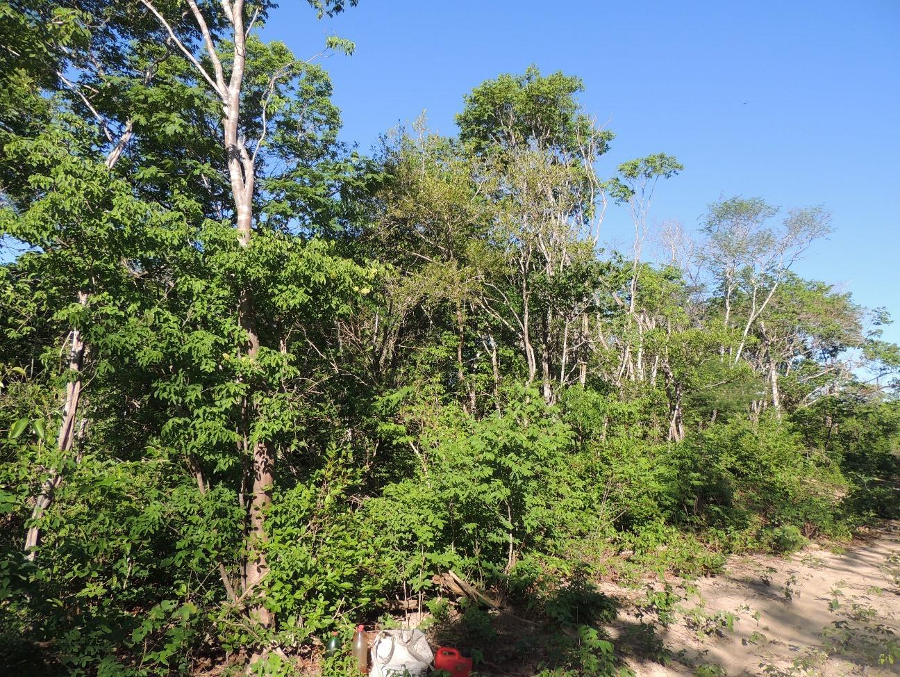 Pesquisa da UFPI mostra efeitos do manejo florestal sustentável da caatinga