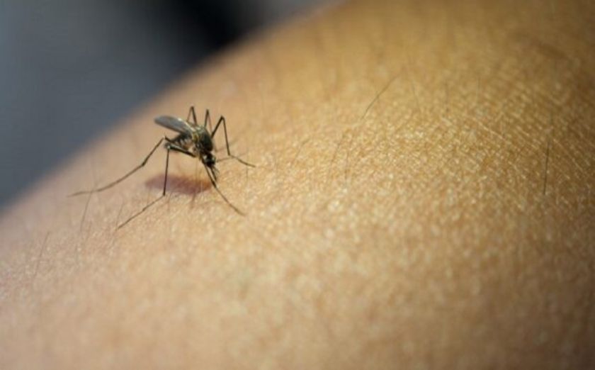 Piauí apresenta redução de notificações do Aedes aegypti