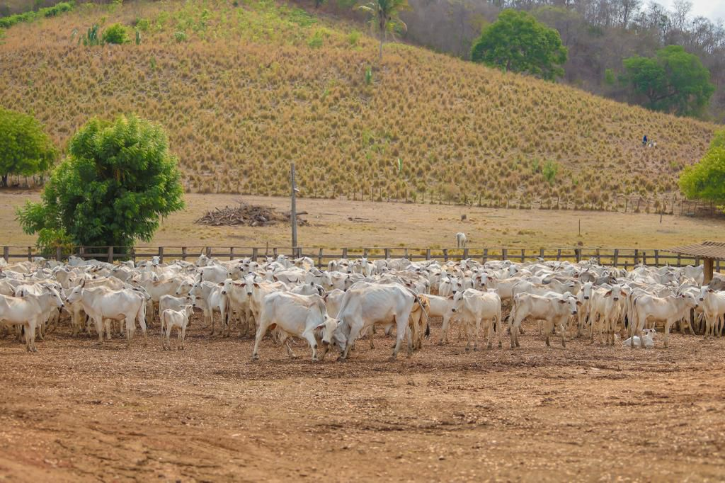 Piauí conquista status de Área Livre de Febre Aftosa sem Vacinação