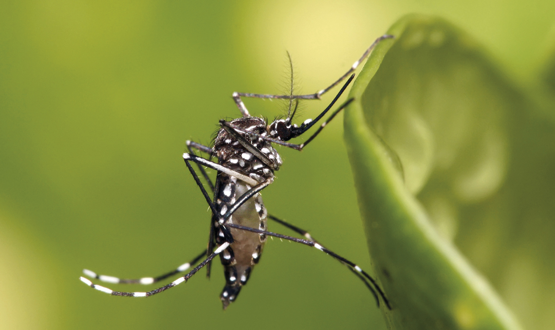 Piauí mantém redução de casos de dengue