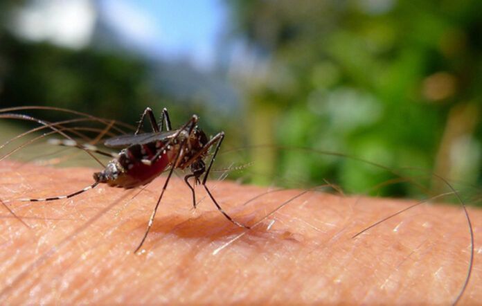 Piauí mantém redução de casos em decorrência da dengue e chikungunya