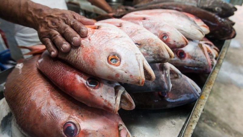 Piauí não possui casos confirmados da doença da urina negra