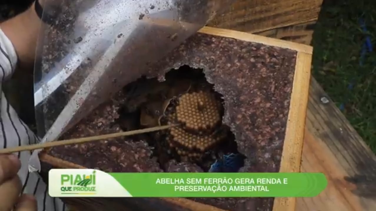 Piauí que Produz destaca atrativo para abelhas sem ferrão