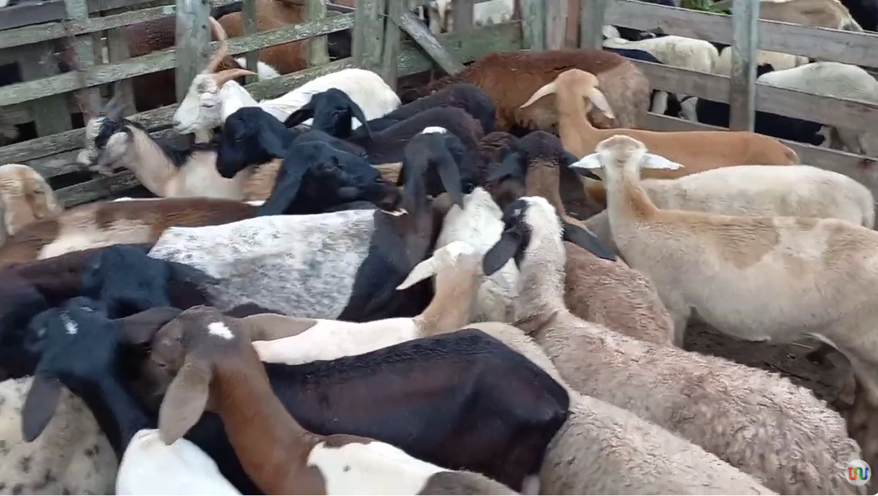 Piauí que Produz destaca feira e produtividade de caprinos e ovinos