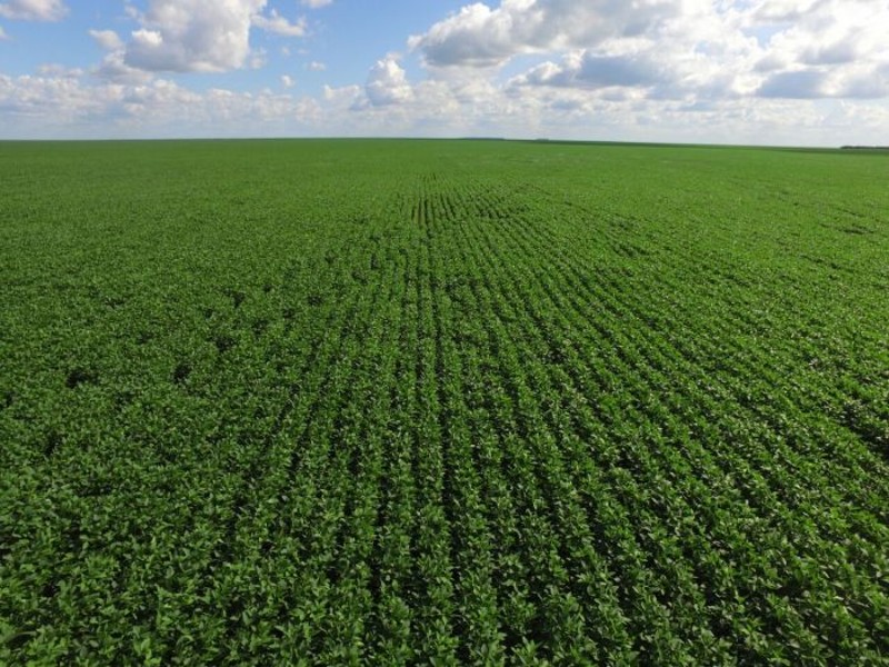 Piauí tem 3 municípios entre maiores produtores de soja do Brasil