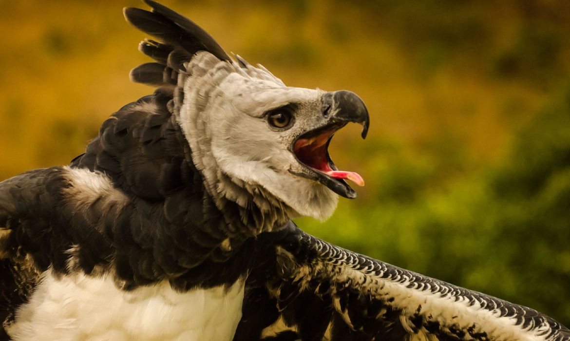 Plataforma faz alerta sobre espécies em risco de extinção no país