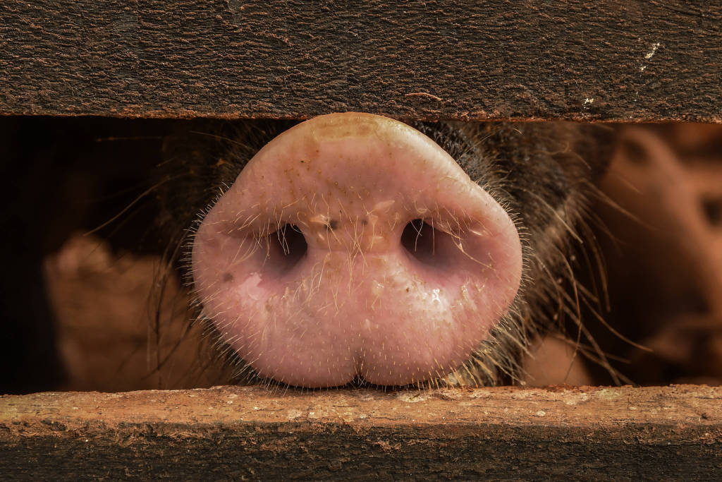 Preço da carne de porco cai em 12 meses