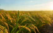 Preço do arroz deve cair cerca de 20% nas próximas semanas