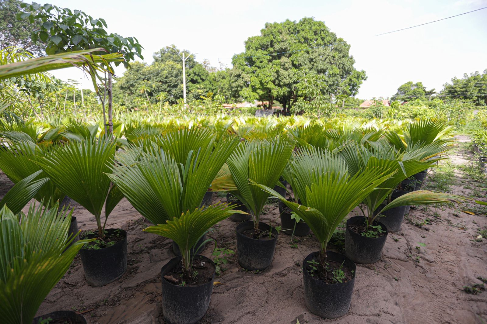 Prefeitura de Teresina inaugura viveiro de plantas e nova praça zona Leste