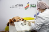 Primeira edição 2024 do Piauí Pet Castramóvel realiza mais de 500 atendimentos em Teresina