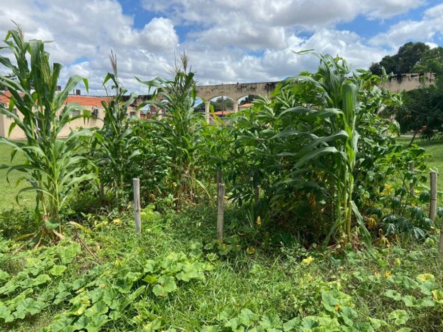 Professor e alunos da Uespi desenvolvem projeto sustentável no campus Clóvis Moura